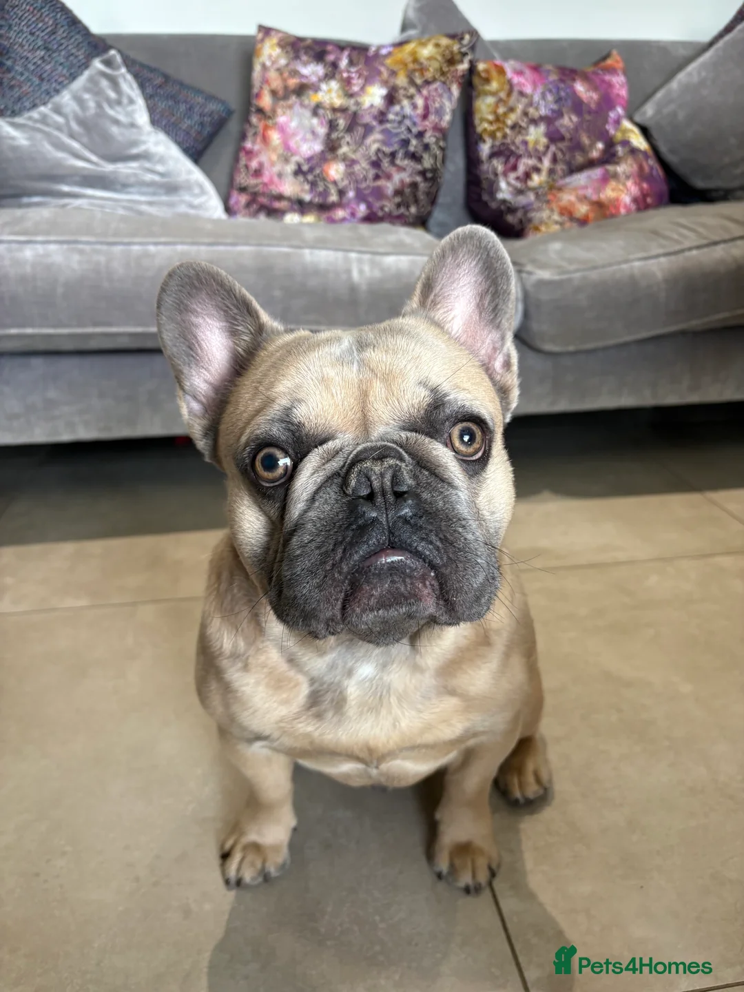 French Bulldog dogs for stud: Beautiful boy “blue” for stud  - Advert 3