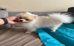 Pomeranian dogs for sale: Pure breed Pomeranian boy and girls  in London - Image 18