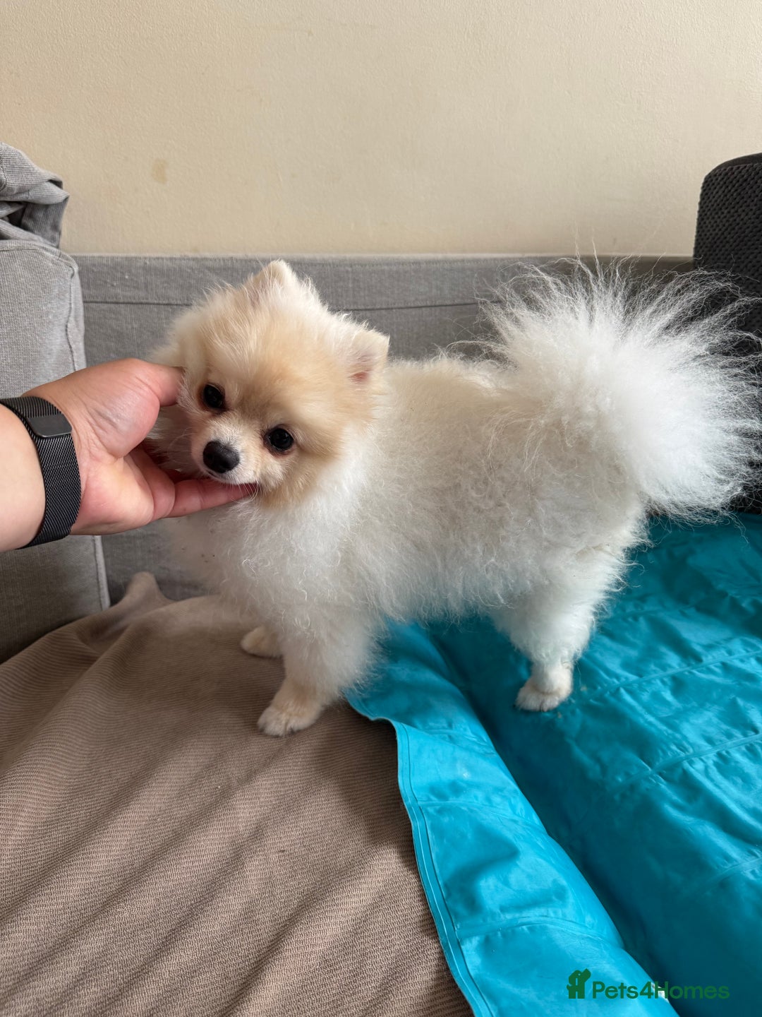 Pomeranian dogs for sale: Pure breed Pomeranian boy and girls  in London - Image 18