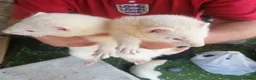 Ferret rodents for sale: ferret - Advert 8