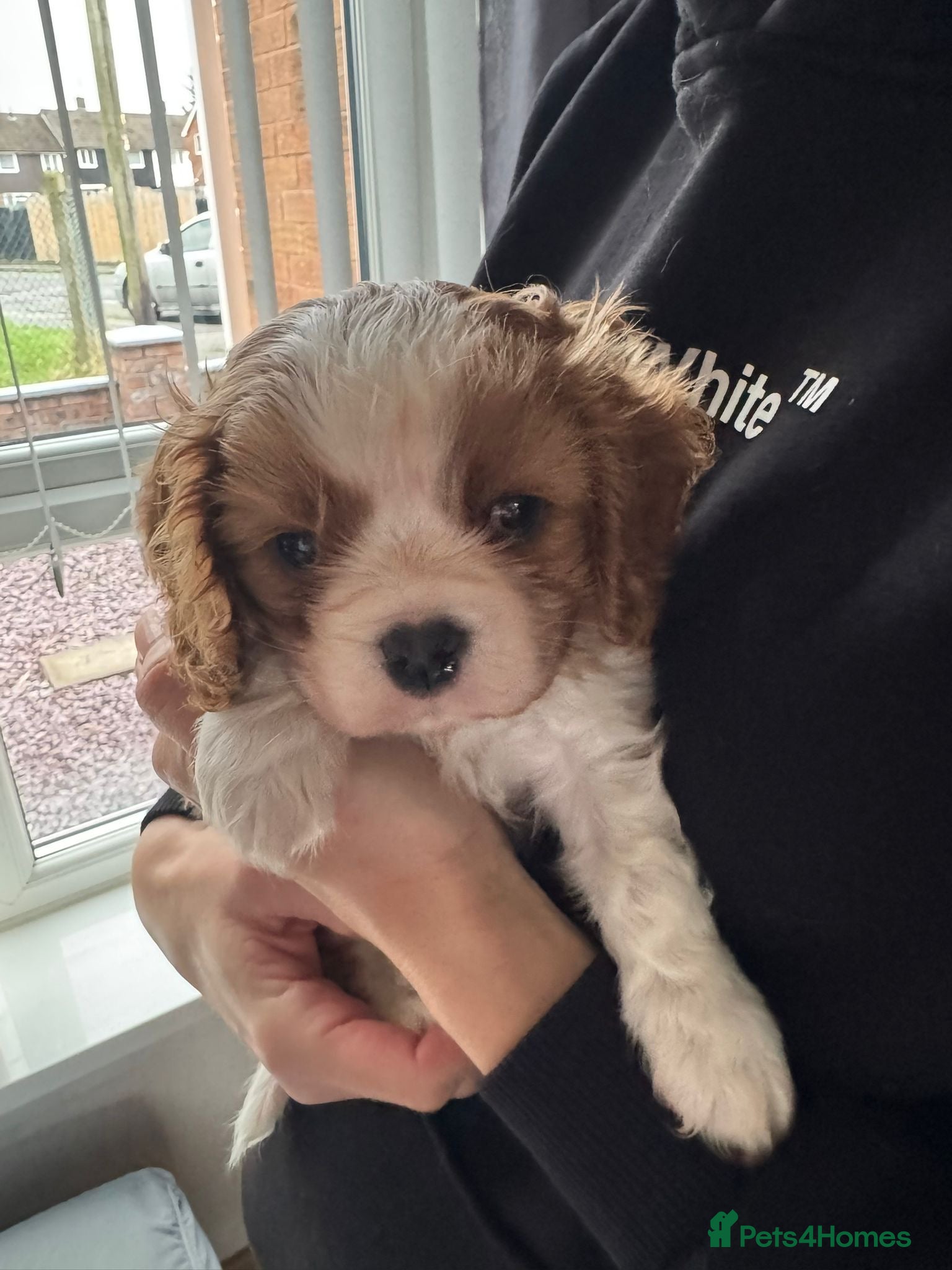 Cavalier King Charles Spaniel dogs Cavalier King Charles Spaniel boy - Advert 18