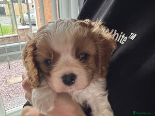 Cavalier King Charles Spaniel dogs Cavalier King Charles Spaniel boy - Advert 18