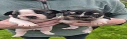 French Bulldog dogs for sale: Frenchbulldog Puppies - Advert 17