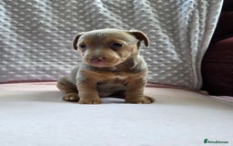 Jack Russell dogs for sale: *Only Lilac&Tan Girl Available* Beautiful JR Pups in Goole - Image 2