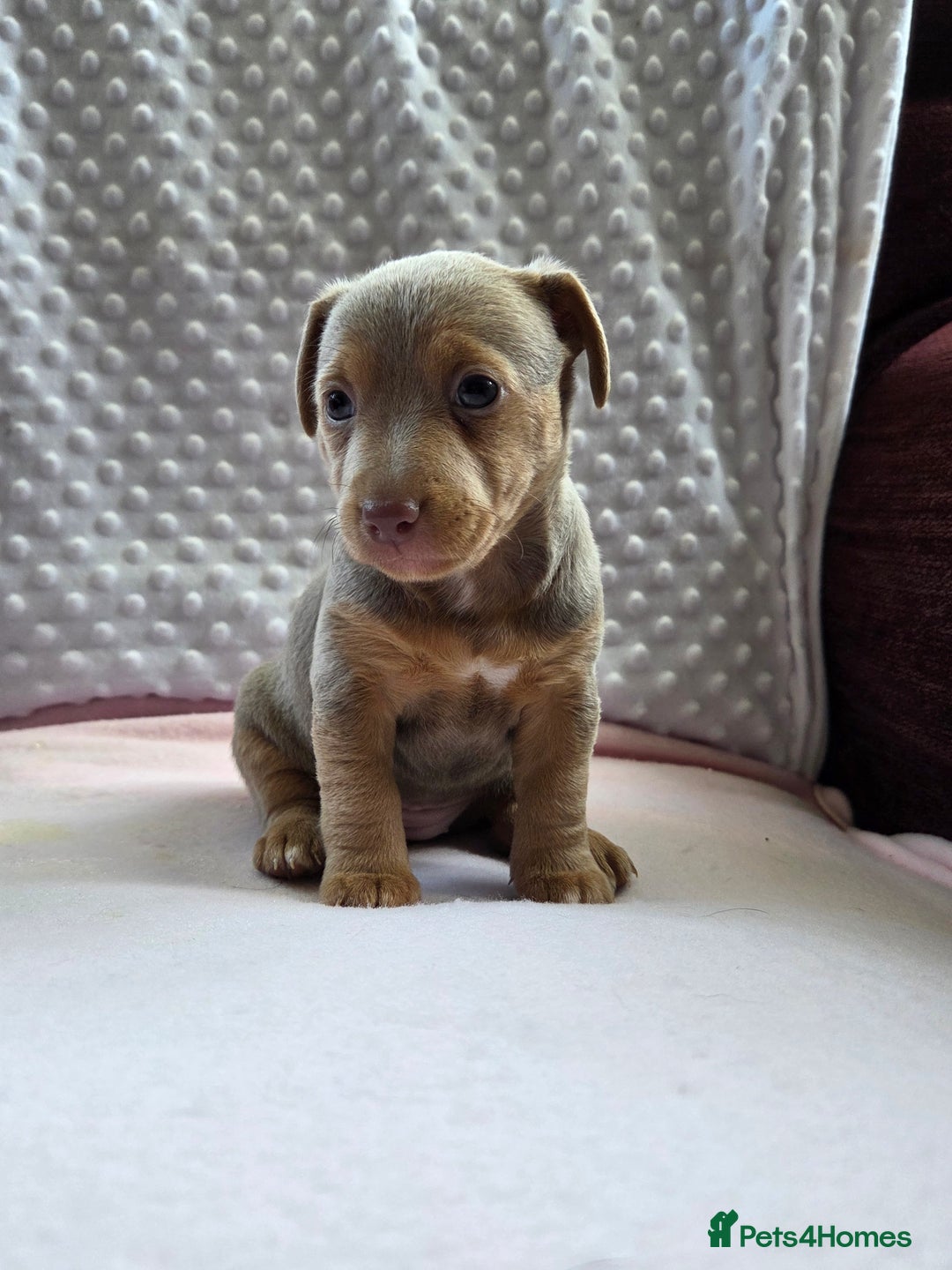 Jack Russell dogs for sale: *Only Lilac&Tan Girl Available* Beautiful JR Pups in Goole - Image 2