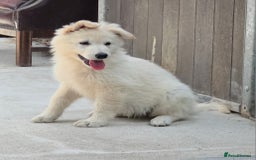 German Shepherd dogs for sale: ⭐️Quality KC Reg Long Coat German Shepherd Pups⭐️  - Image 2