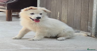 German Shepherd dogs - Advert 5