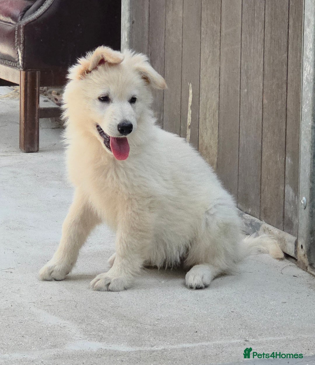 German Shepherd dogs for sale: ⭐️Quality KC Reg Long Coat German Shepherd Pups⭐️  - Image 2