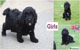Cavapoochon dogs for sale: Beautiful Cavapoochon puppies for sale - Image 4