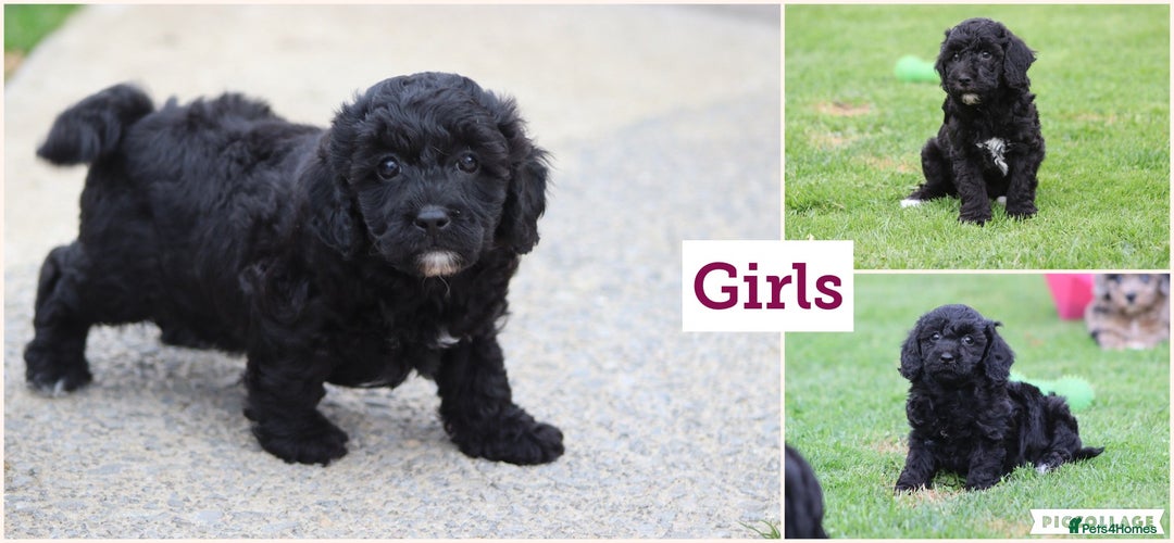 Cavapoochon dogs for sale: Beautiful Cavapoochon puppies for sale - Image 4