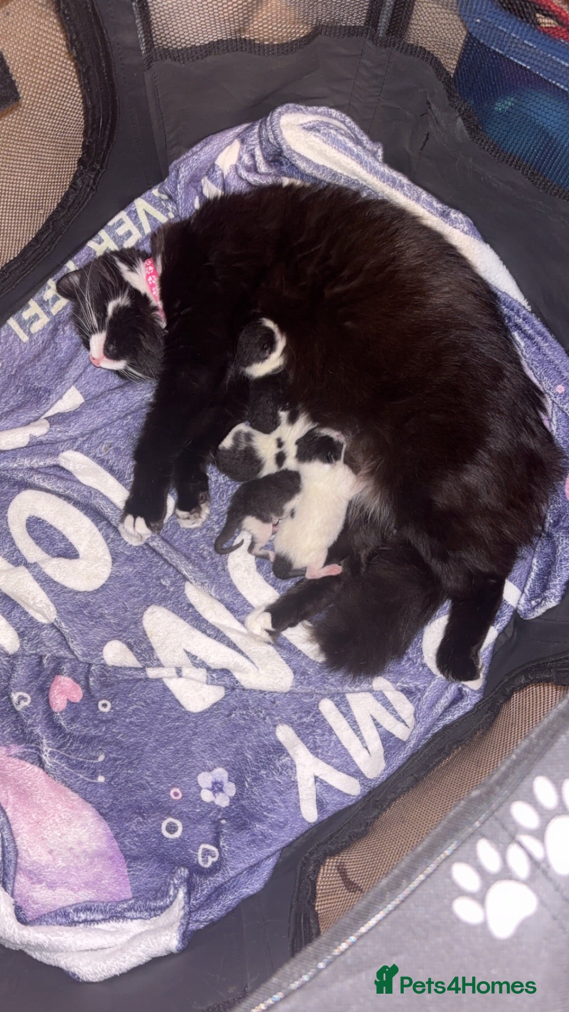 Mixed Breed cats Black and white kitten - Advert 2