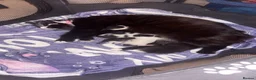 Mixed Breed cats for sale: Black and white kitten in Peterborough - Advert 1