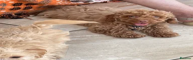 Cavapoo 1