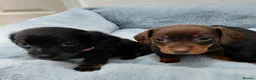 Miniature Dachshund dogs for sale: Miniature dachshund puppies  - Advert 3
