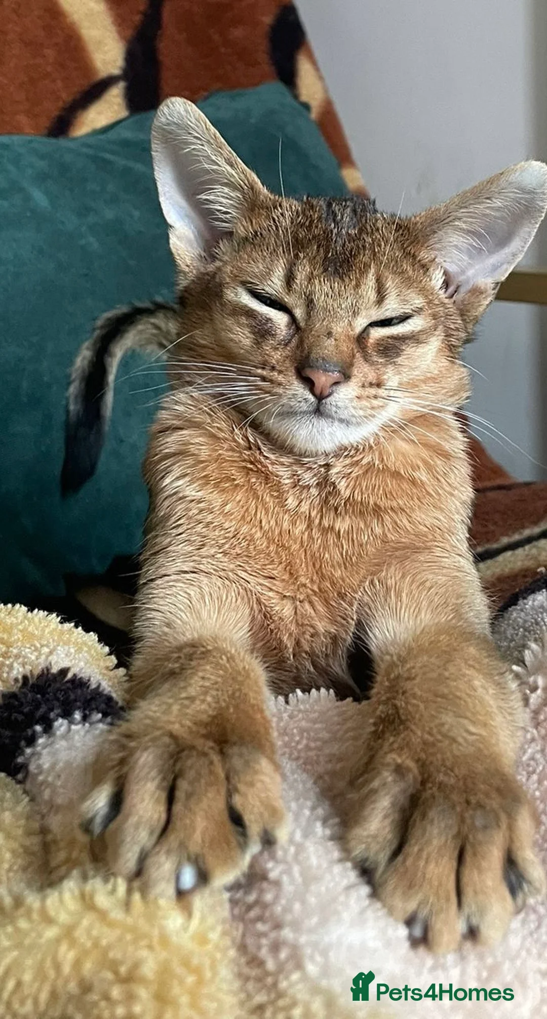 Abyssinian cats for sale: Abyssinian Kitten Boy and girl Tica Show Quality  - Advert 22