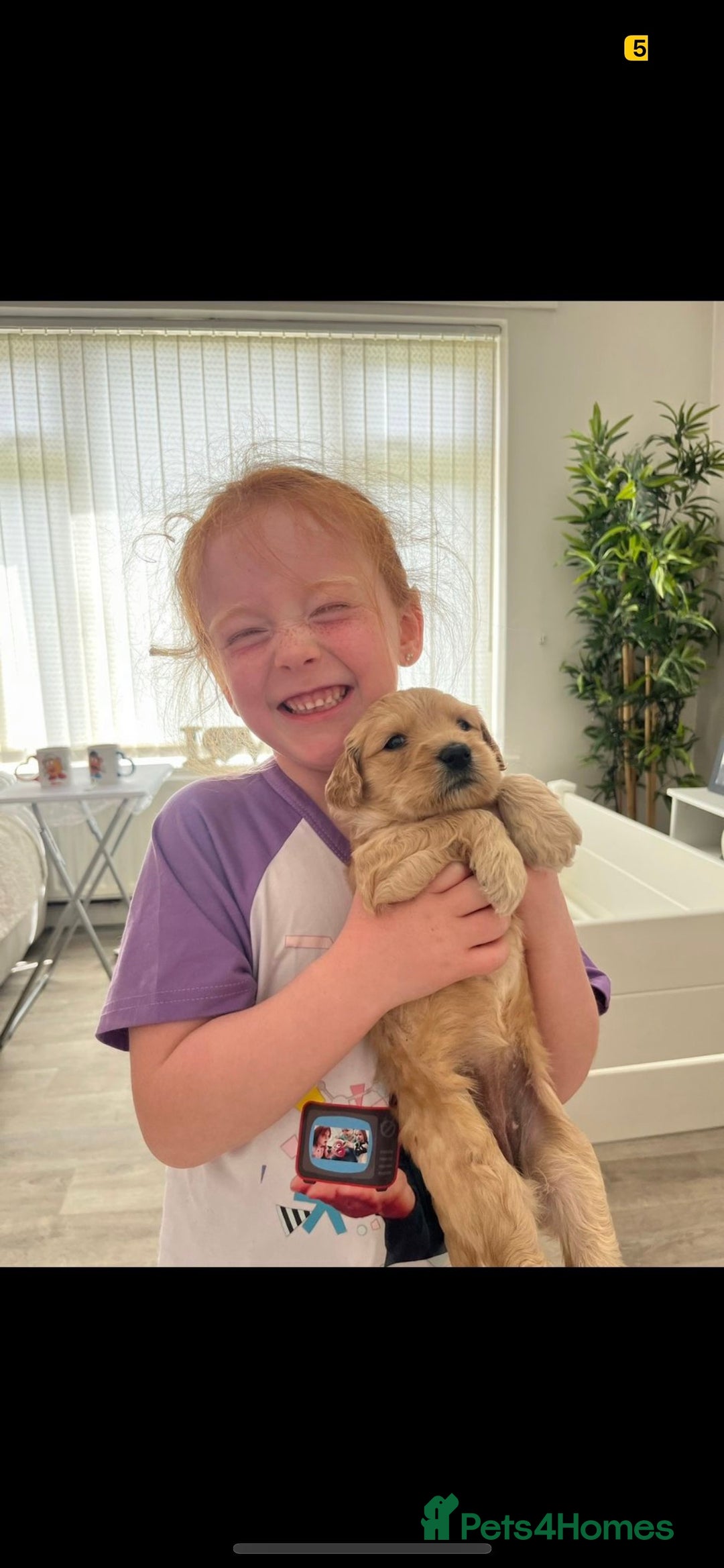 Goldendoodle dogs for sale: Our beautiful bailey the goldendoodle ❤️ - Image 7