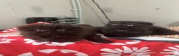 Mixed Breed cats for sale: Mixed kittens - Advert 14