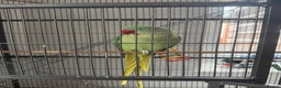 Parrots birds for sale: Indian ring neck parrot - Advert 1