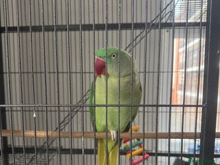 Parrots birds Indian ring neck parrot - Advert 1