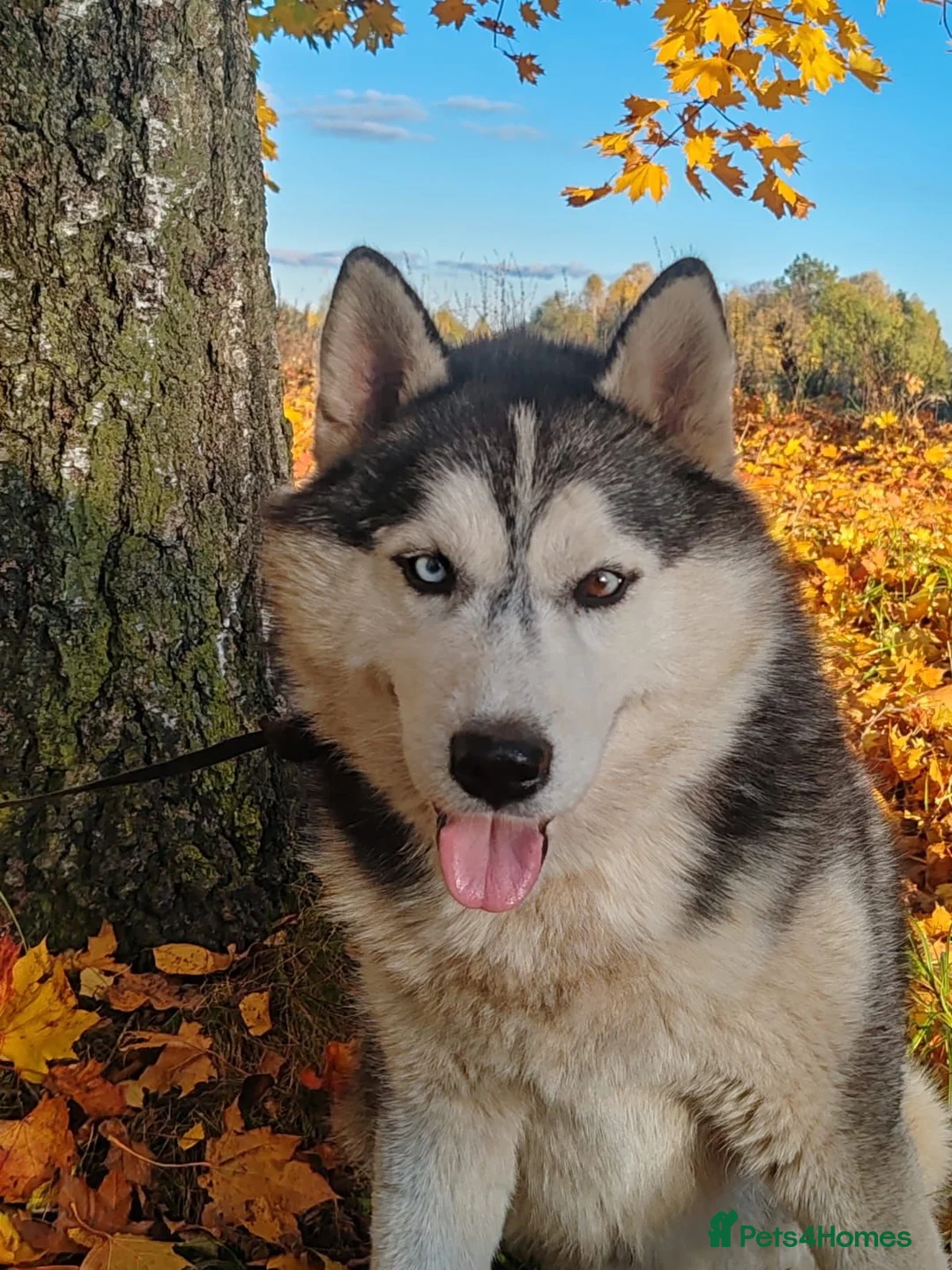 Siberian Husky dogs for adoption: CASPER – Husky (Male) - Advert 2