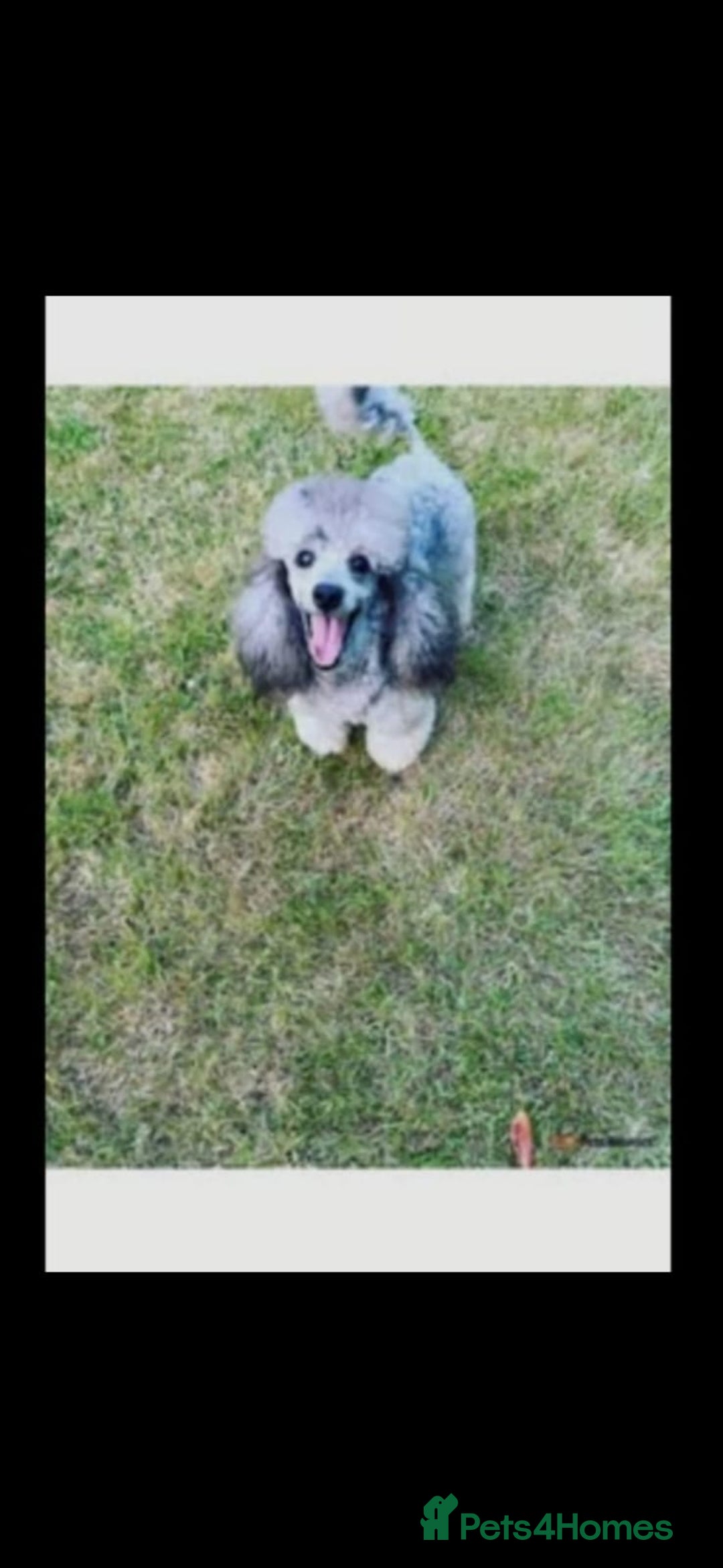 Maltipoo dogs for sale: Maltipoo pups ready now  - Advert 11