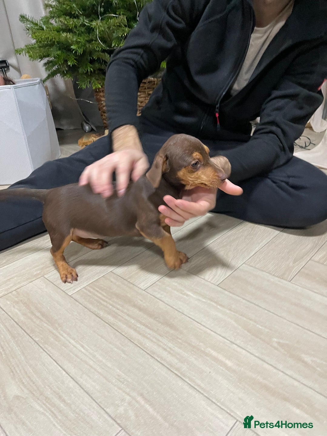 Jack Russell dogs for sale: Beautiful chocolate Jack Russell female puppies  - Advert 7