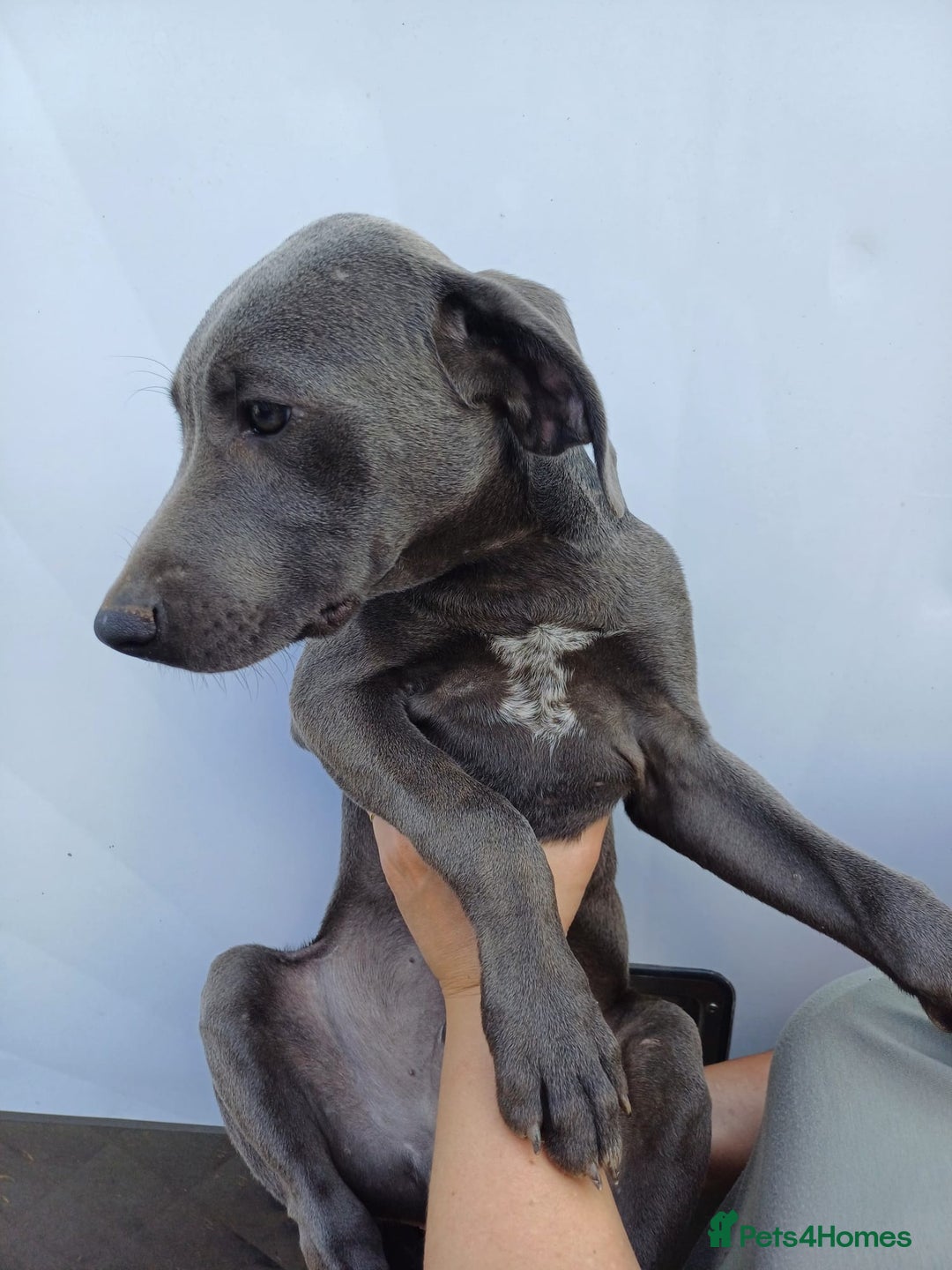 Mixed Breed dogs for sale: Texas Lacy Game Dogs - Image 4