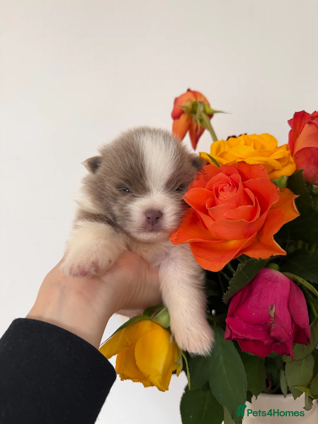 Pomeranian dogs for sale: Lilac parti pom poms  - Advert 17