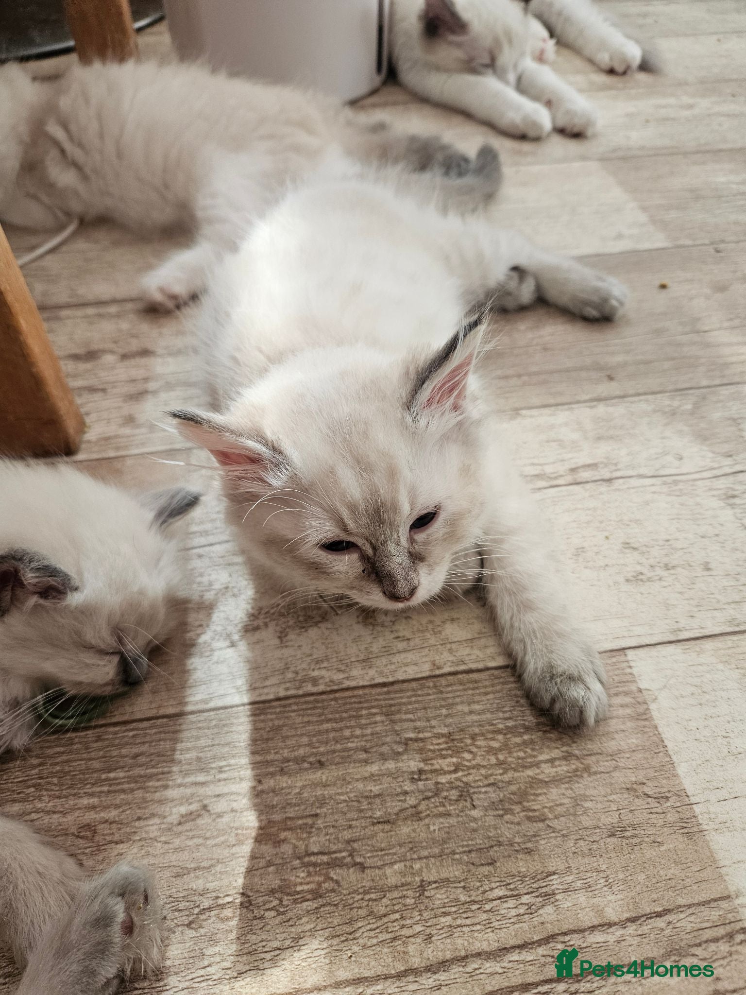 Ragdoll cats Ragdolls - Advert 2