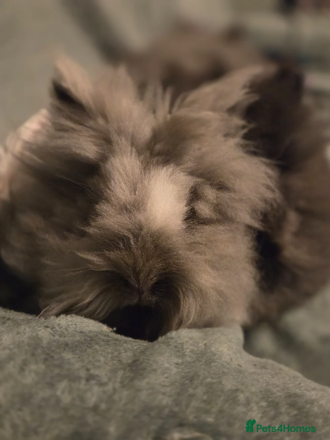 Angora rabbits for sale: Full Faced  Angoras 3 left - Advert 3