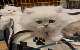 Persian cats for sale: persian chinchilla kittens  - Image 19