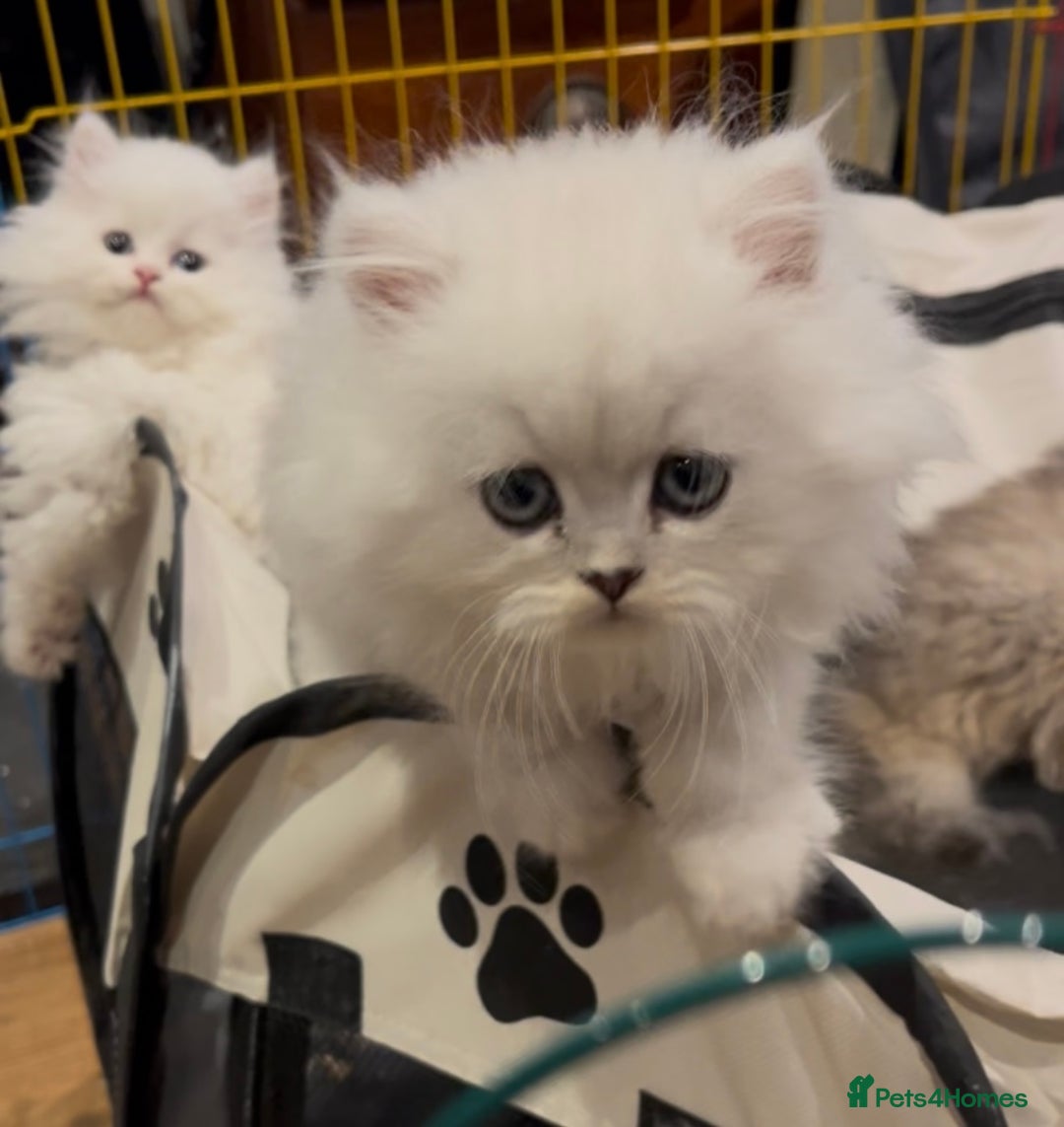 Persian cats for sale: persian chinchilla kittens  - Image 19