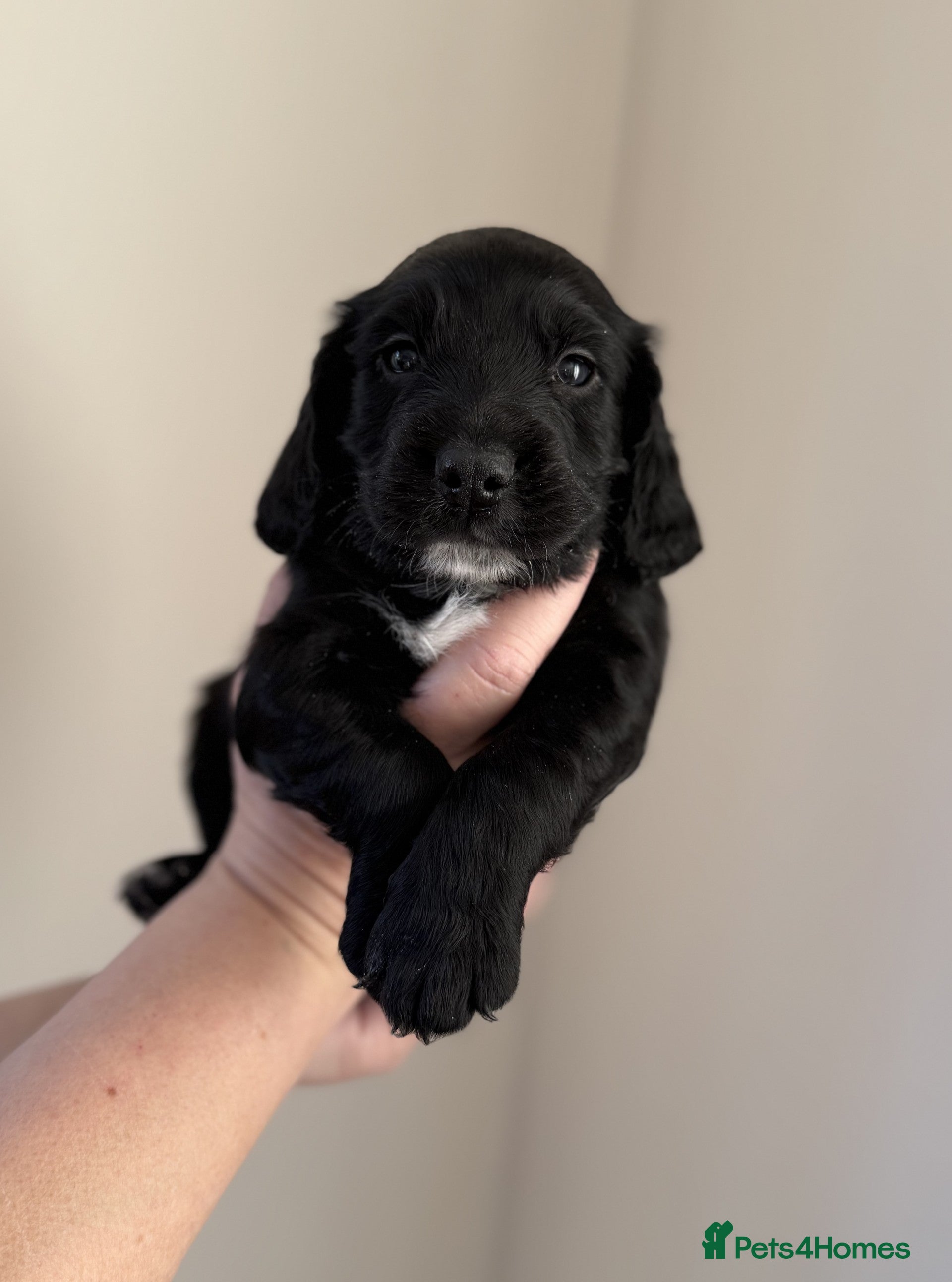 Cocker Spaniel dogs Working Cocker Spaniel puppies - Advert 2