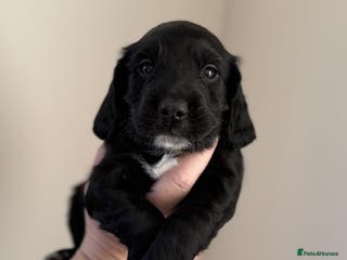 Cocker Spaniel dogs Working Cocker Spaniel puppies - Advert 2