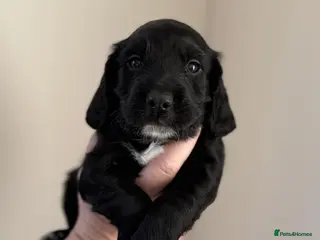 Cocker Spaniel dogs Working Cocker Spaniel puppies - Advert 12