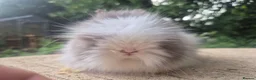 Angora rabbits for sale: ❤️STUNNING IMPORTED PARENTS- TEDDYDWERG BABIES❤️ - Advert 33