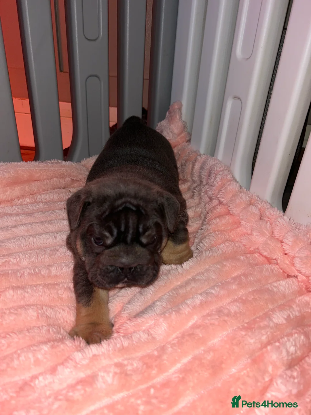 English Bulldog dogs for sale: KOBE X DARLA 5x SMALL COMPACT UNREAL🔥 - Advert 25