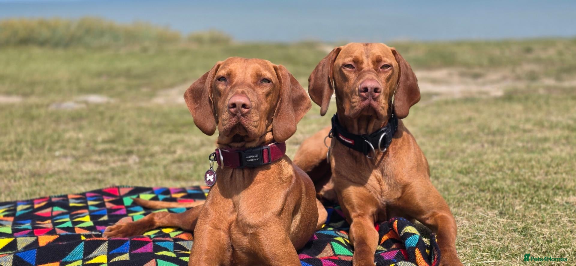 Hungarian Vizsla dogs for sale: Beautiful Hungarian Vizsla Puppies 4 Girls 2 Boys - Advert 1