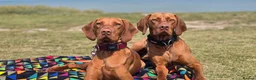 Hungarian Vizsla dogs for sale: Beautiful Hungarian Vizsla Puppies 4 Girls 2 Boys - Advert 1