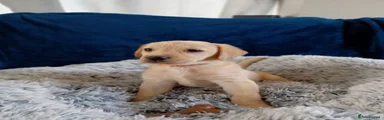 Labrador Retriever Puppy 2 orange 🍊 
