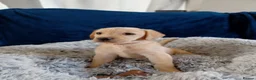Labrador Retriever dogs for sale: Labrador puppy's ready to go golden and black in Huntingdon - Advert 29