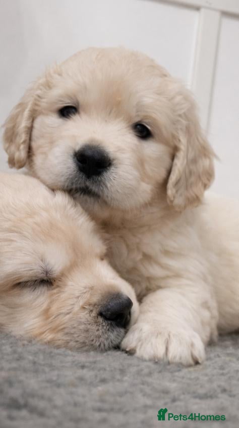 Golden Retriever dogs Gorgeous KC Registered Golden Retriever Puppies - Advert 1