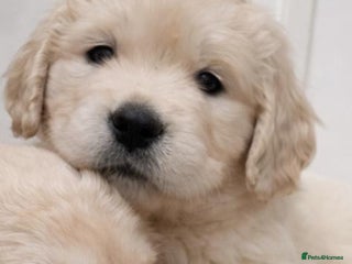 Golden Retriever dogs Gorgeous KC Registered Golden Retriever Puppies - Advert 1