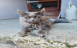 Mixed Breed cats for sale: Gorgeous half Maine coon kittens  - Image 6