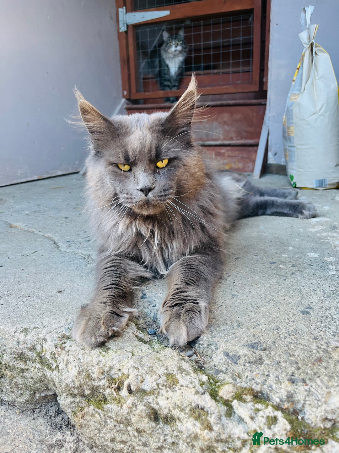 Mixed Breed cats for sale: Gorgeous half Maine coon kittens  - Image 6