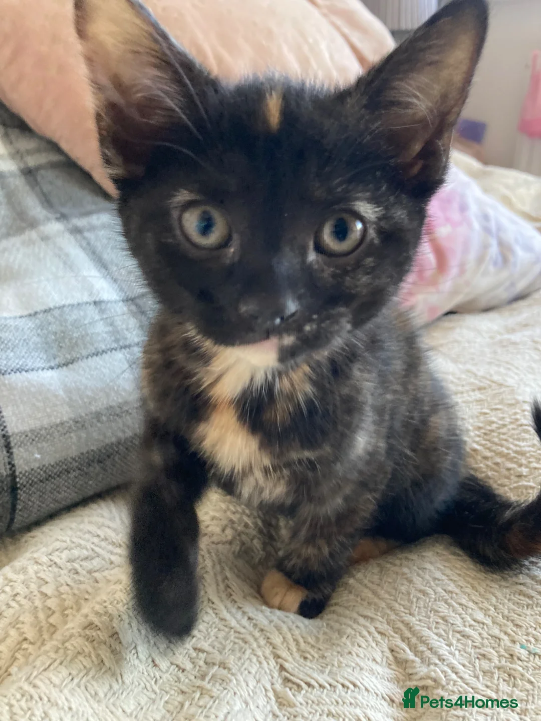 Mixed Breed cats for sale: Beautiful kittens in King's Lynn - Advert 2