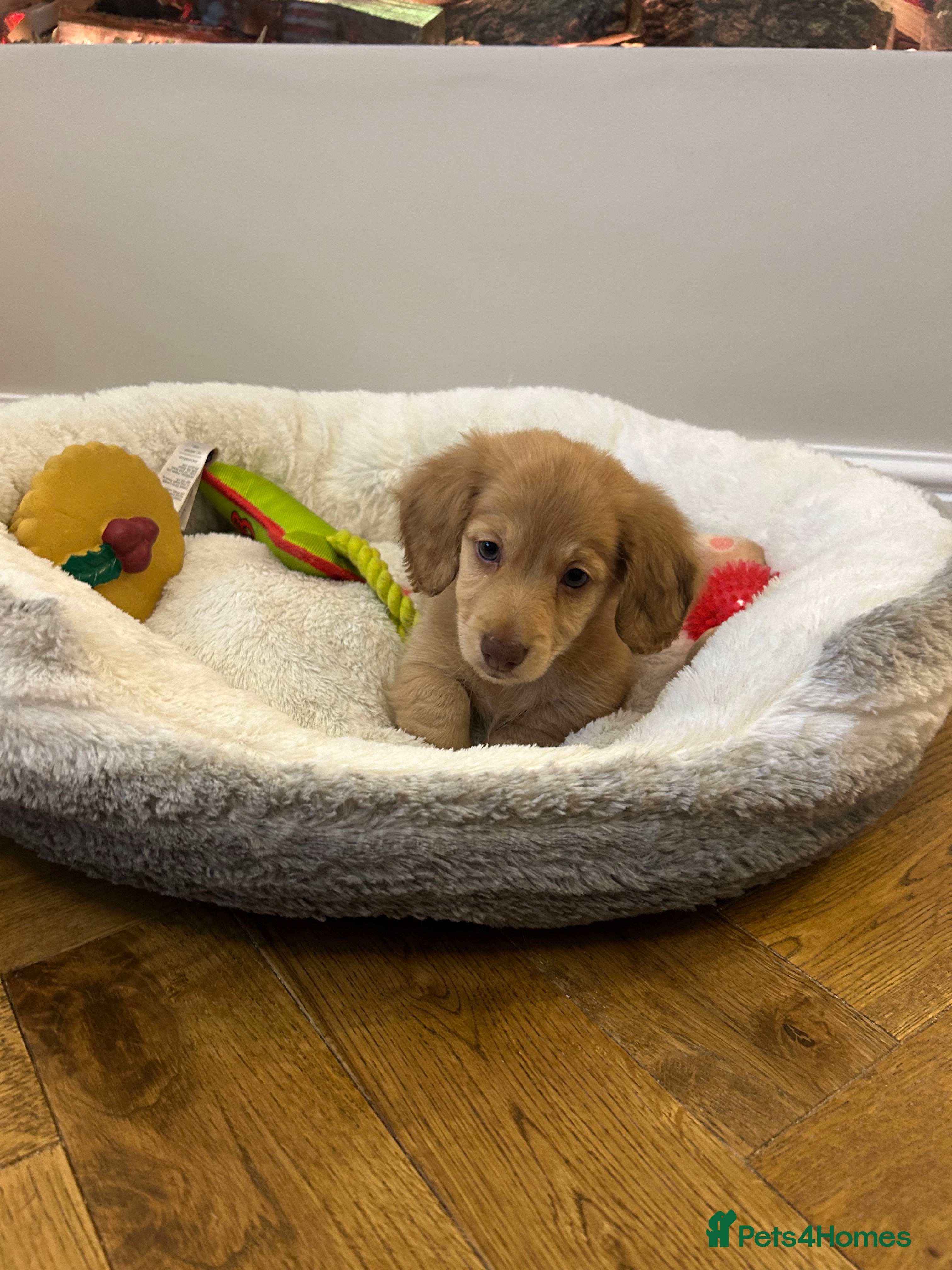 Miniature Dachshund dogs Miniature long hair English cream dachshunds  - Advert 2