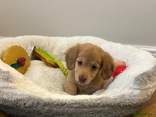 Miniature Dachshund dogs Miniature long hair English cream dachshunds - Advert 5