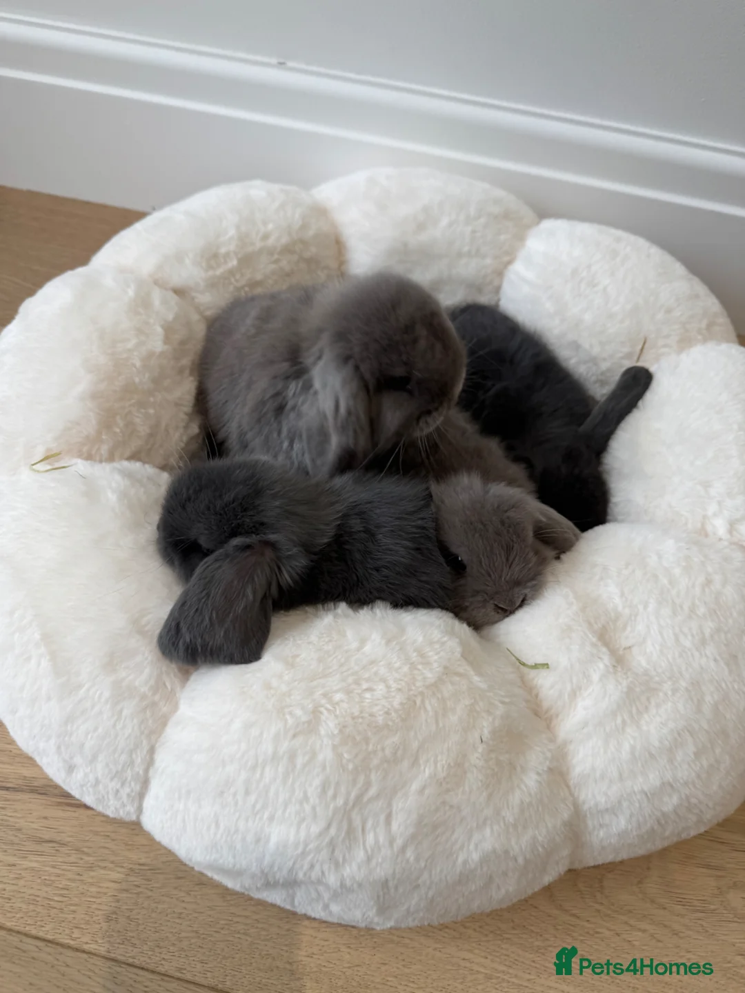 Mini Lop rabbits for sale: 🐰 Mini Lop Bunnies Looking for forever Homes - Advert 1