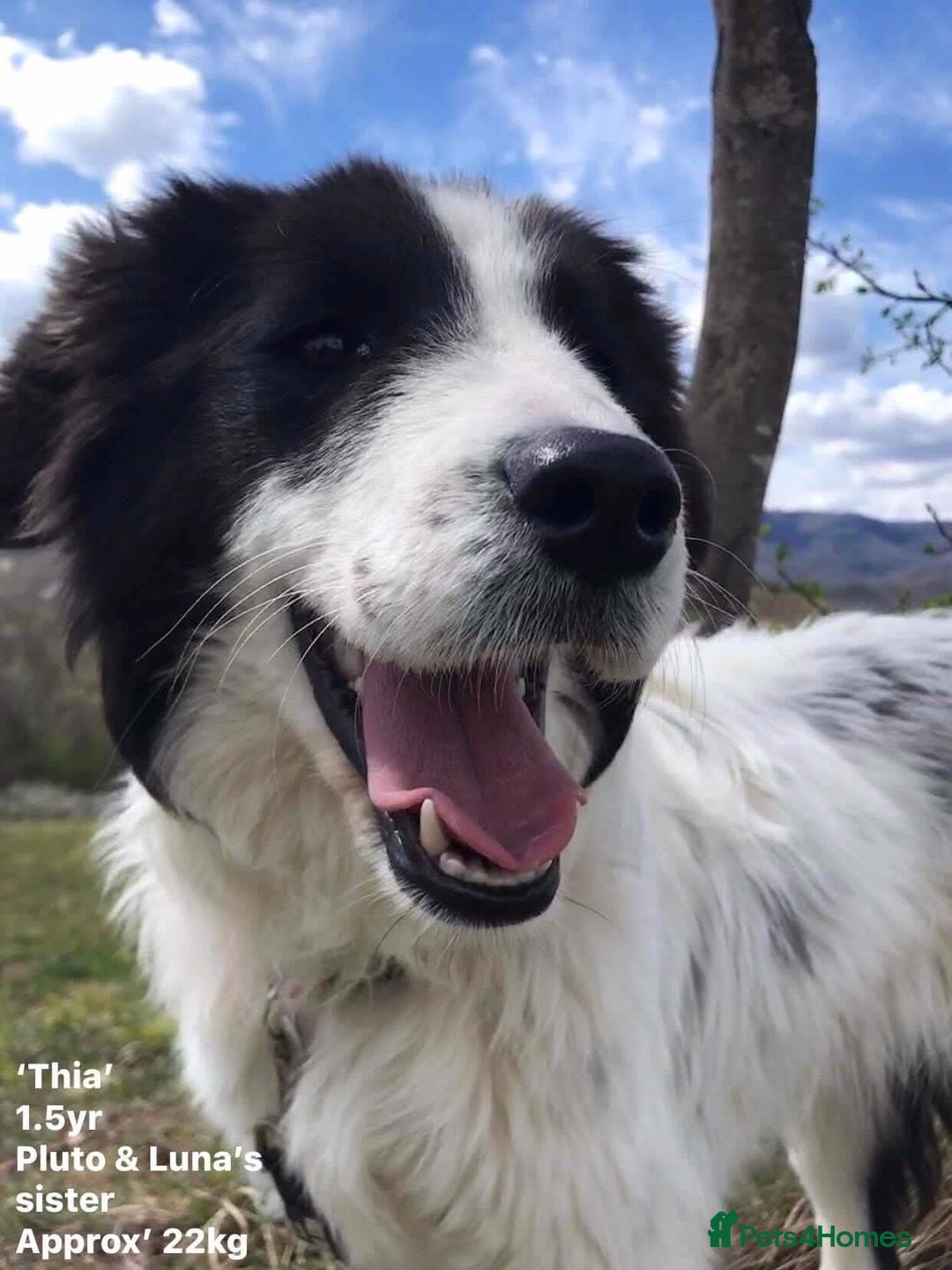 Mixed Breed dogs for adoption: Thia, approx 15 mnths old. Available for adoption  - Image 7